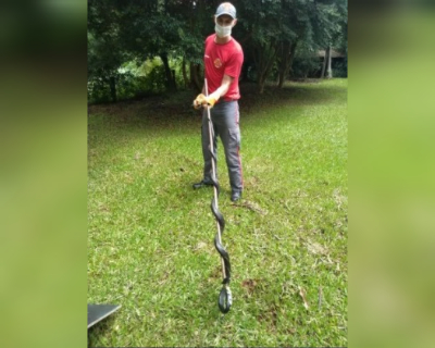 Cobra não venenosa é capturada pelos bombeiros no interior de Anchieta – Foto: Corpo de Bombeiros/Divulgação/ND