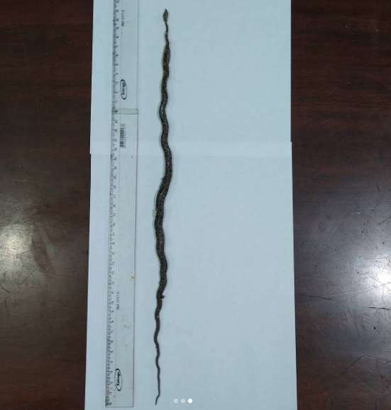 Vítima tinha 41 cm e era maior que a coral – Foto: Christian Raboch/Divulgação