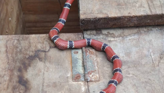 Morador flagra cobra 'pescando' em SC - Sulinfoco