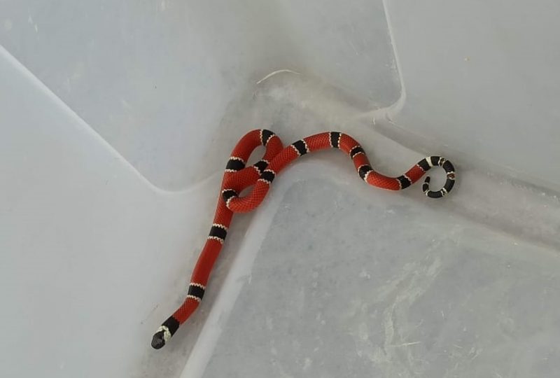 Cobra coral &eacute; capturada pelos bombeiros em Gaspar – Foto: CBM/Divulga&ccedil;&atilde;o