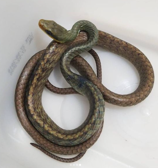 Cobra foi encontrada dentro do motor de um carro no Centro da cidade – Foto: Christian Raboch/Divulga&ccedil;&atilde;o/ND