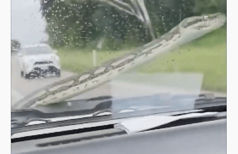 Motorista levou susto ao perceber a cobra sobre o cap&ocirc; do carro – Foto: Reprodu&ccedil;&atilde;o