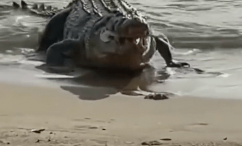 Crocodilo abocanha e engole o tubar&atilde;o numa s&oacute; mordida – Foto: Reprodu&ccedil;&atilde;o