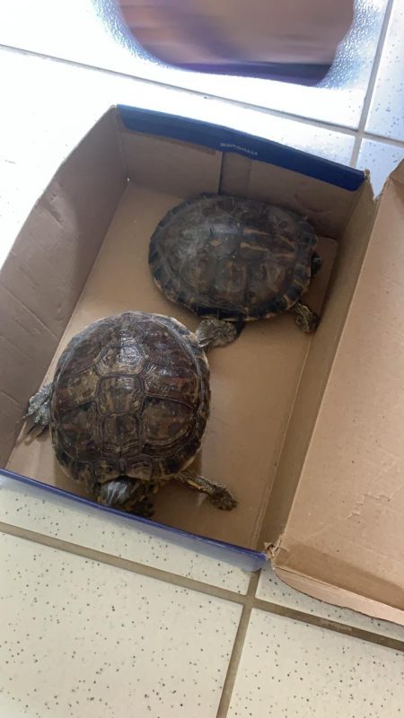 Duas tartarugas silvestres foram apreendidas no local – Foto: Divulga&ccedil;&atilde;o/ND