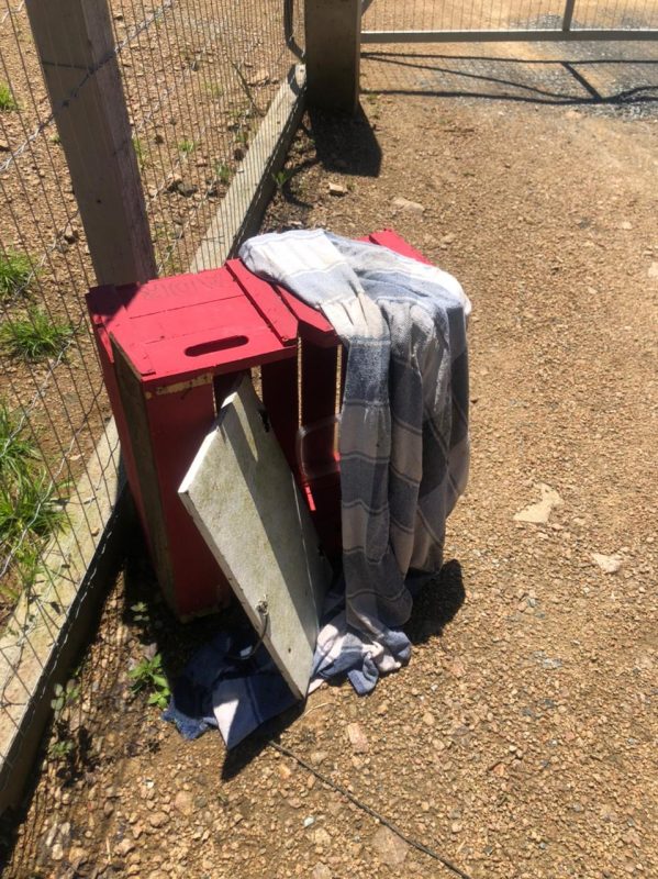 A caixa onde os gatos foram abandonados ficou no local, mas os animais fugiram logo depois que a mulher foi embora – Foto: Rafael Pansera da Silva