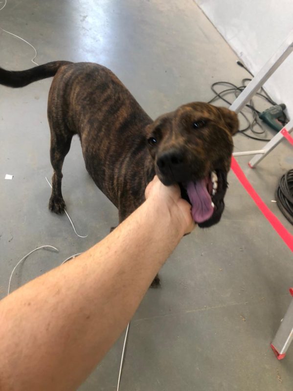 A cadela Brasina foi resgatada e se tornou a mascote da empresa – Foto: Rafael Pansera da Silva