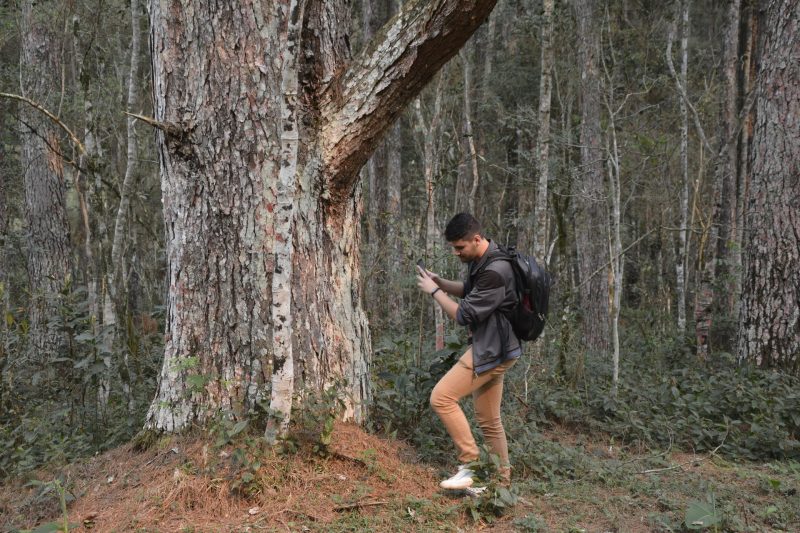 Floresta Nacional de Chapecó. – Foto: FNC/Divulgação/ND