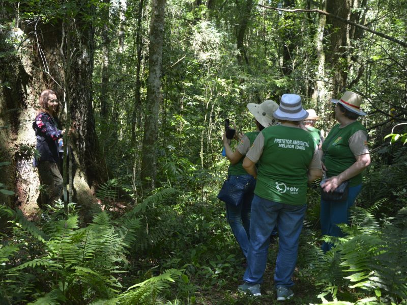 Flores Nacional de Chapecó é uma das únicas que receberá concessão. – Foto: Floresta Nacional de Chapecó/Divulgação/ND