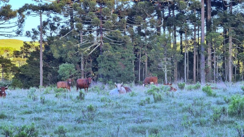 O local fica em uma baixada a um pouco mais de 1.200 m que faz com que o ar frio, mais pesado, se deposite e proporcione geada em pleno verão