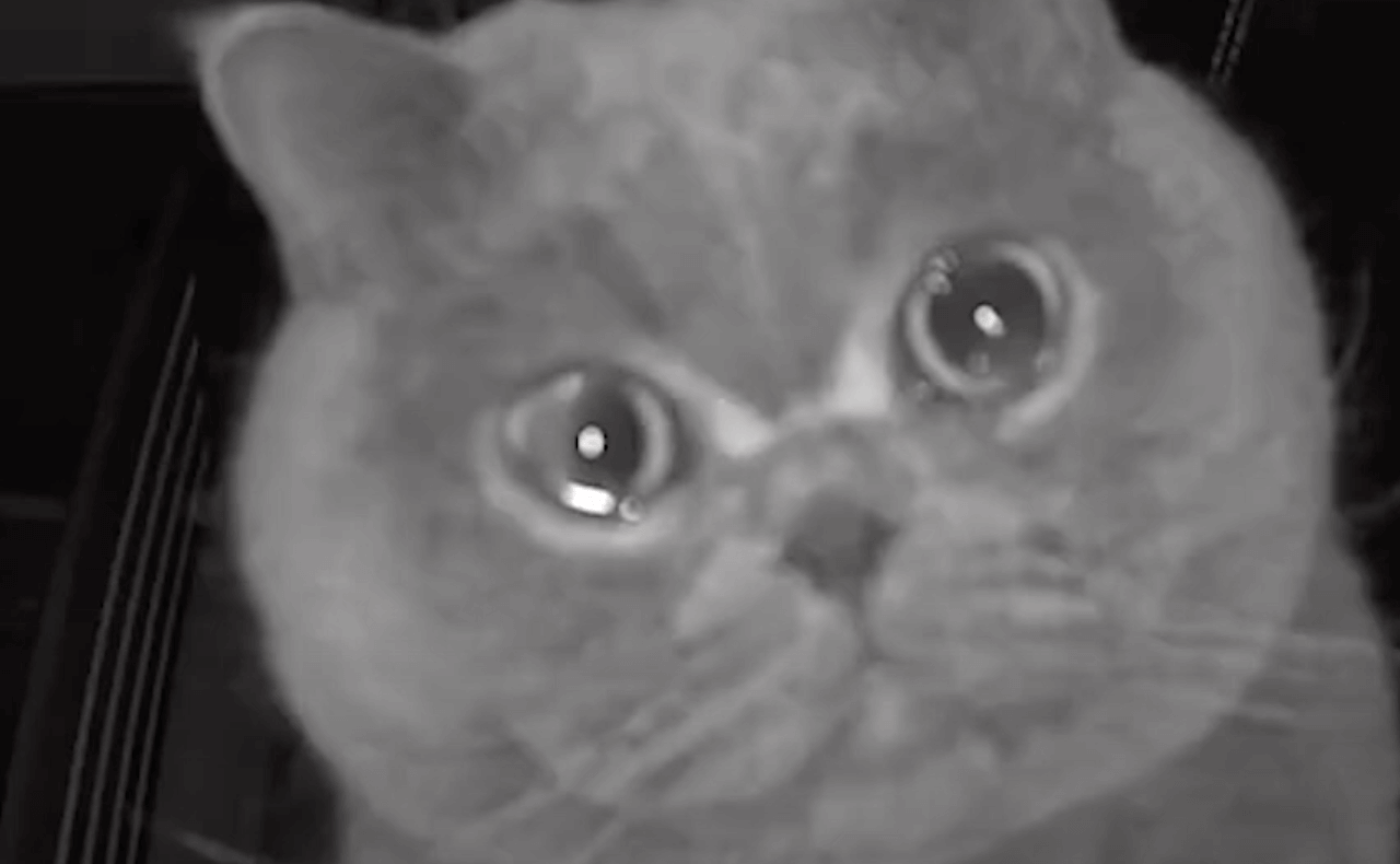 Vídeo de gato avisando 'me acabei' diverte a internet