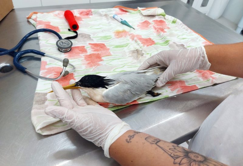 As equipes apostam na recuperação dos animais para que eles sejam devolvidos à natureza - Divulgação/R3 Animal