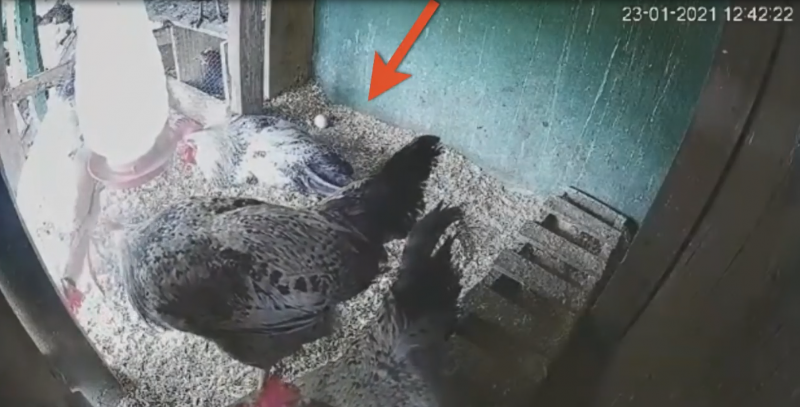 Na imagem aparece o galo no galinheiro e o ovo que ele supostamente teria botado.