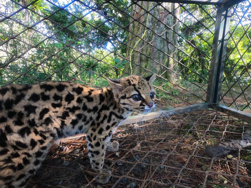 Gato-maracajá está em extinção e foi devolvido ao seu habitat natural – Foto: Christian Raboch/Divulgação/ND
