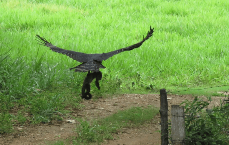 Flagra da harpia carregando o macaco nas garras – Foto: Reprodu&ccedil;&atilde;o