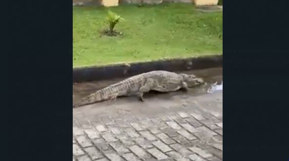Jacaré passa por uma rua pública próximo da praia da Daniela, em Florianópolis