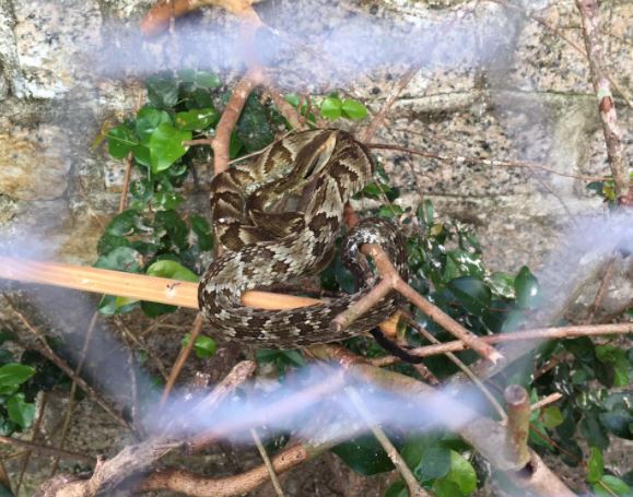 Jararaca foi capturada dentro de um viveiro – Foto: Divulga&ccedil;&atilde;o/CBMSC/ND