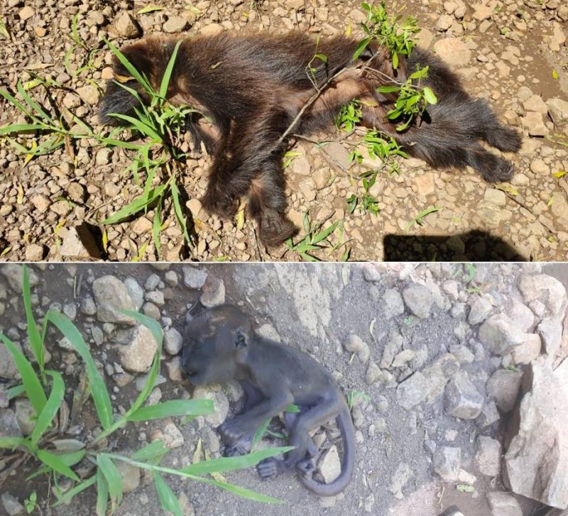 Macacos mortos foram encontrados no interior de Palma Sola &#8211; Foto: Prefeitura de Palma Sola/Divulgação/ND