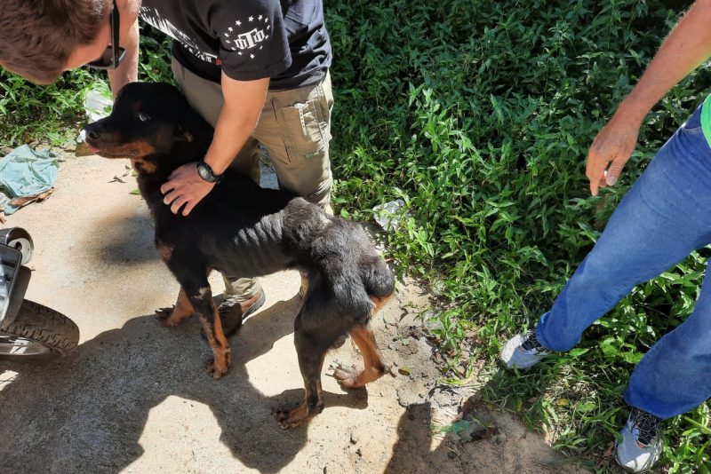 Jovem &eacute; preso em flagrante por maus tratos aos animais em Blumenau – Foto: Divulga&ccedil;&atilde;o/Pol&iacute;cia Civil