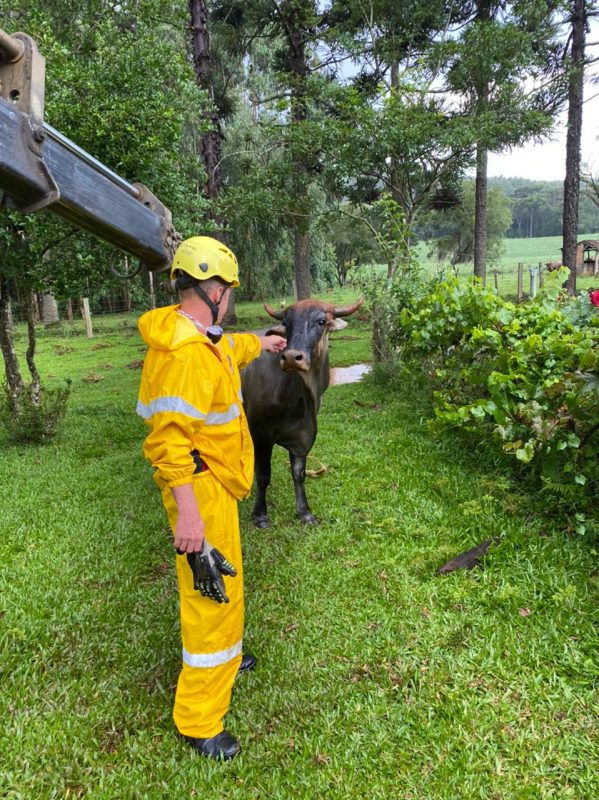 Animal foi encontrado dentro da fo&ccedil;a pelo dono na tarde deste domingo (14) – Foto: Corpo de Bombeiros Militar/Divulga&ccedil;&atilde;o