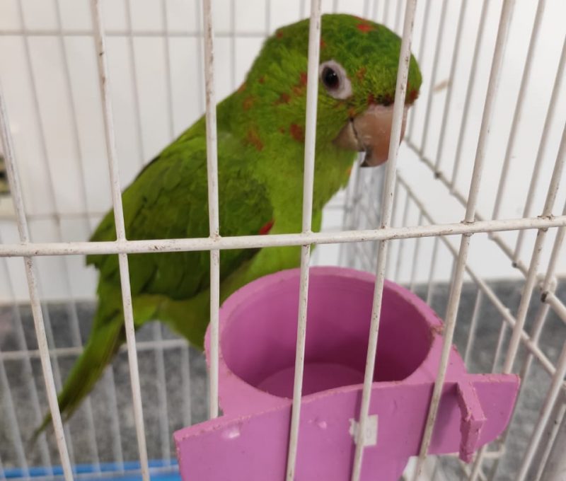 Ave nativa est&aacute; no hospital veterin&aacute;rio da Furb – Foto: HEV/Furb