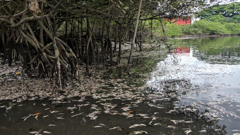 Peixes foram encontrados por moradores nesta manh&atilde; – Foto: Juan Todescatt/NDTV