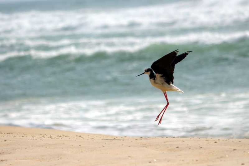 Um pernilongo-de-costas-brancas foi devolvido à natureza, nesta quinta-feira (4), na praia de Moçambique