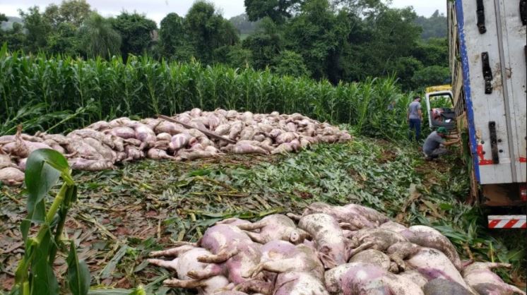 540 leitões com cerca de 30 kg cada morreram após o tombamento do caminhão – Foto: Jornei de Souza/Portal Peperi/Divulgação/ND