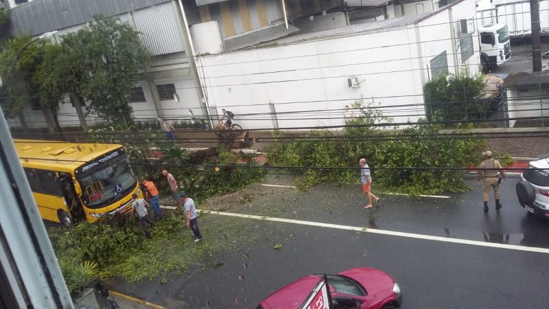 Árvore caiu em frente ao ônibus na tarde desta terça-feira (23) – Foto: Prefeitura de Jaraguá do Sul/Divulgação