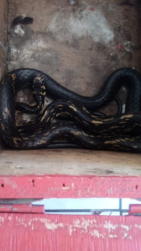 Cobra foi encontrada em uma casa abandonada, em meio aos entulhos – Foto: Corpo de Bombeiros Militar/Divulga&ccedil;&atilde;o