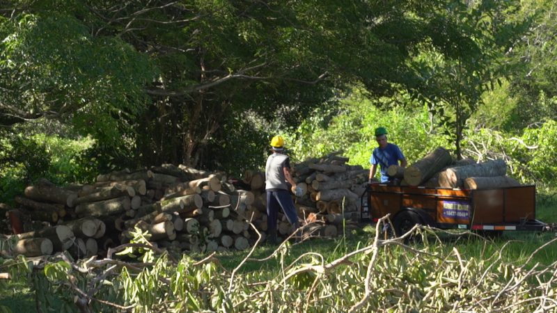 Vegetação suprimida vai dar espaço a nova estação de tratamento de esgoto da Casan no João Paulo