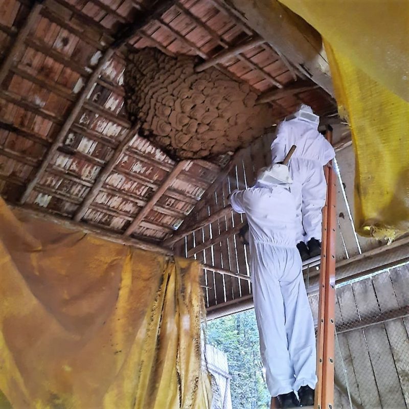 bombeiros; ninho; vespas; gigante; 80kg