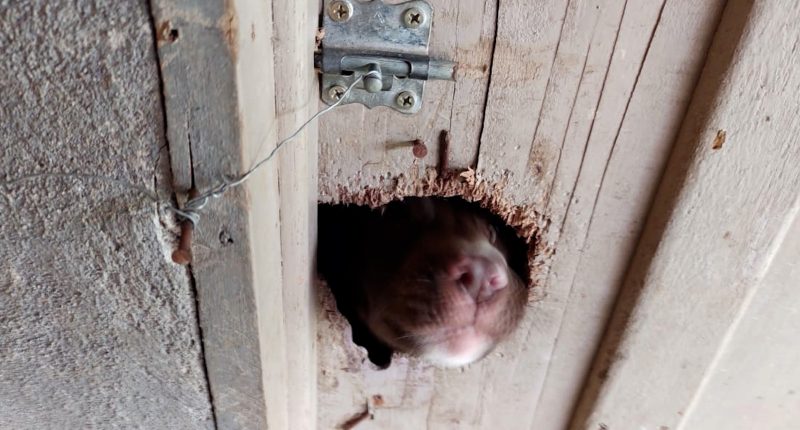 Adestrador é investigado por maus-tratos e estelionato em Joinville – Foto: Divulgação/ND