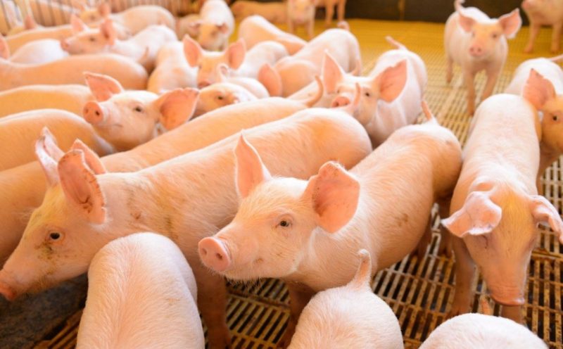 Movimento Econômico Agropecuário confirma previsão e ultrapassa R$ 1 bilhão pela primeira vez em Concórdia – Foto: Secom/Divulgação