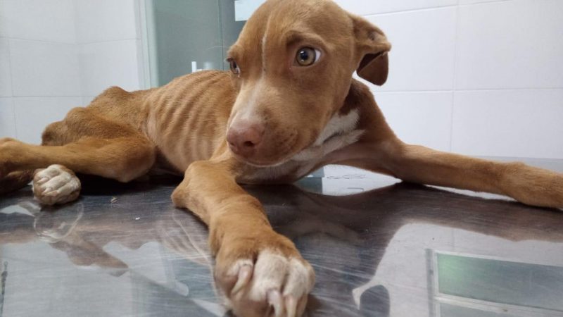 Pode virar lei em Chapecó agressor pagar tratamento de animal agredido – Foto: Divulgação/ND