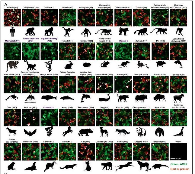 tabela mostra animais que contam com proteína que possibilita a infecção pela Covid-19