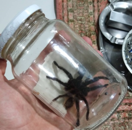 Caranguejeira capturada. As caranguejeiras s&atilde;o as maiores aranhas que existem – Foto: Christian Raboch/Divulga&ccedil;&atilde;o ND