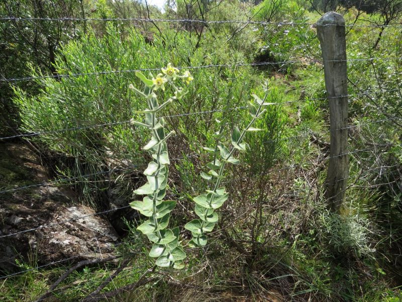 Esp&eacute;cie foi encontrada na regi&atilde;o serrana de Santa Catarina – Foto: Arquivo pessoal