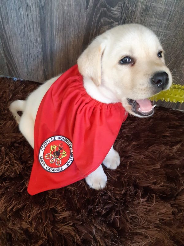 Alerta de fofura: Bob é o novo filhote em treinamento dos Bombeiros de Itapema – Foto: CBMSC/Divulgação