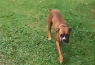 Cadela resgatada leva choque ao encostar na cerca el&eacute;trica no interior de Chapec&oacute; – Foto: Reprodu&ccedil;&atilde;o v&iacute;deo