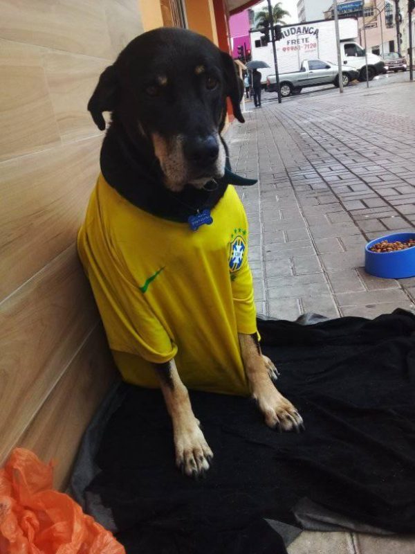 Cão fiel de Baron Pablo está aos cuidados de uma amiga – Foto: Arquivo pessoal/Divulgação ND