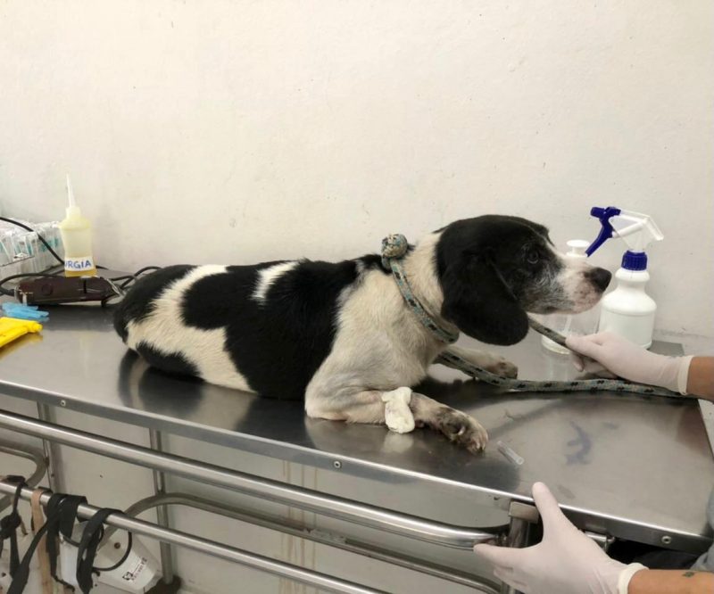 Cãozinho atropelado passará por cirurgia