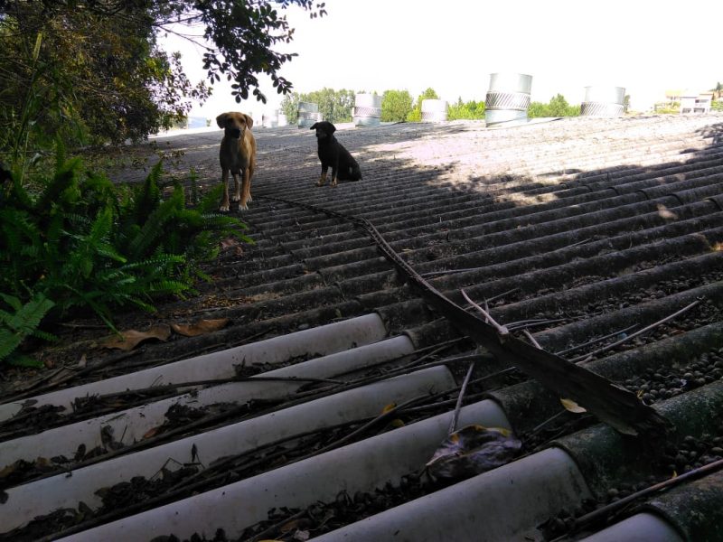 Cachorros foram encontrados na manhã deste sábado (20) – Foto: Corpo de Bombeiros Militar/Divulgação