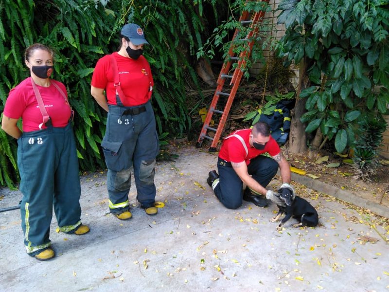 Força-tarefa foi feita para resgatar os animais – Foto: Corpo de Bombeiros Militar/Divulgação