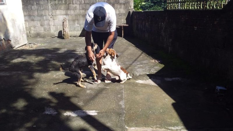 Cachorrinhos estavam há dois meses abrigados na Dibea