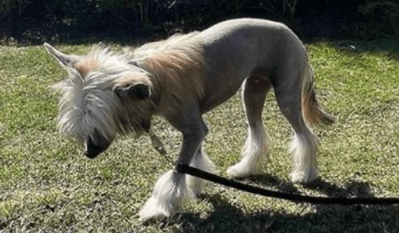 C&atilde;o de Cristiano Ronaldo e Georgina ganhou as redes sociais – Foto: Reprodu&ccedil;&atilde;o