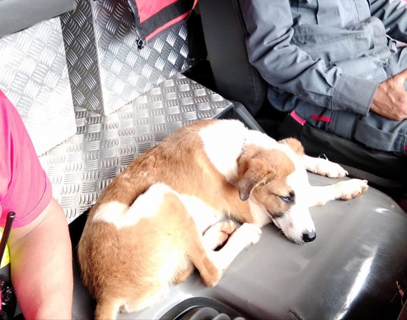 Cãozinho está no quartel a espera do tutor ou de um adotante – Foto: Corpo de Bombeiros/Divulgação/ND