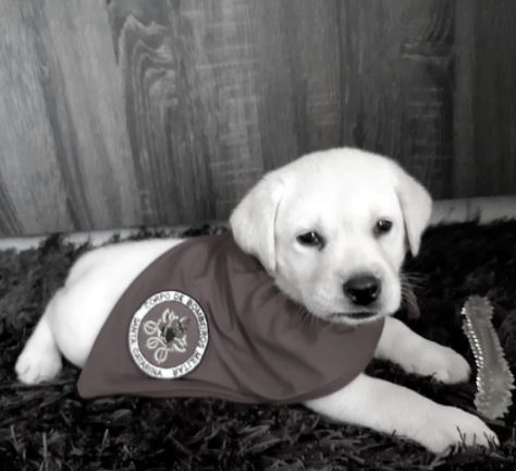 C&atilde;ozinho Bob morreu na tarde deste s&aacute;bado (27) – Foto: Divulga&ccedil;&atilde;o/CBMSC