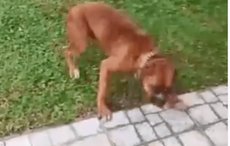 Pol&iacute;cia Civil conclui a investiga&ccedil;&atilde;o em que mostra c&atilde;es levando choque em uma propriedade do interior de Chapec&oacute;, no Oeste de Santa Catarina – Foto: Reprodu&ccedil;&atilde;o