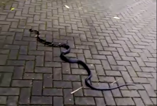 Cobra foi encontrada passeando pelo mirante por moradores da região – Foto: Reprodução/Redes Sociais