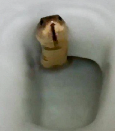 Cobra aterroriza homem ao aparecer em vaso sanitário – Foto: Redes Sociais/Reprodução